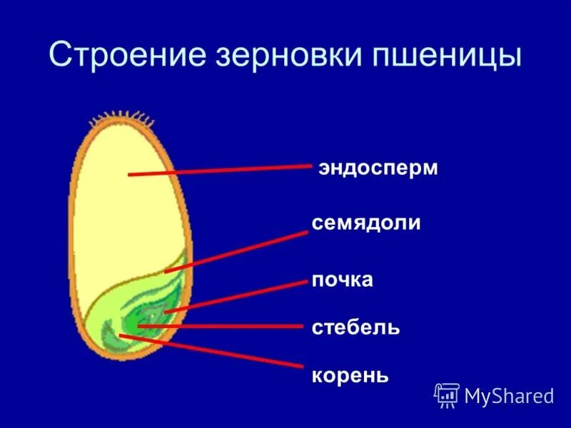 В семени пшеницы есть. Строение семени зерновки пшеницы. Строение семени зерновки. Плод Зерновка строение. Части зародыша зерновки пшеницы.