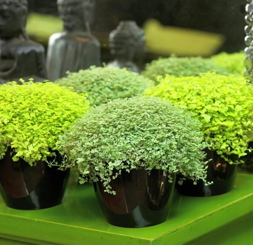 Preserved Boxwood Ball with Gray Pot Preserved boxwood, Artificial topiary, Topi