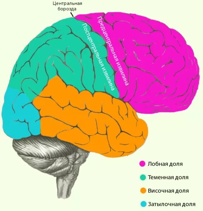 В каждом полушарии долей. Доли коры головного мозга. Функции отделов головного мозга лобная теменная. Теменная затылочная височная доли мозга.