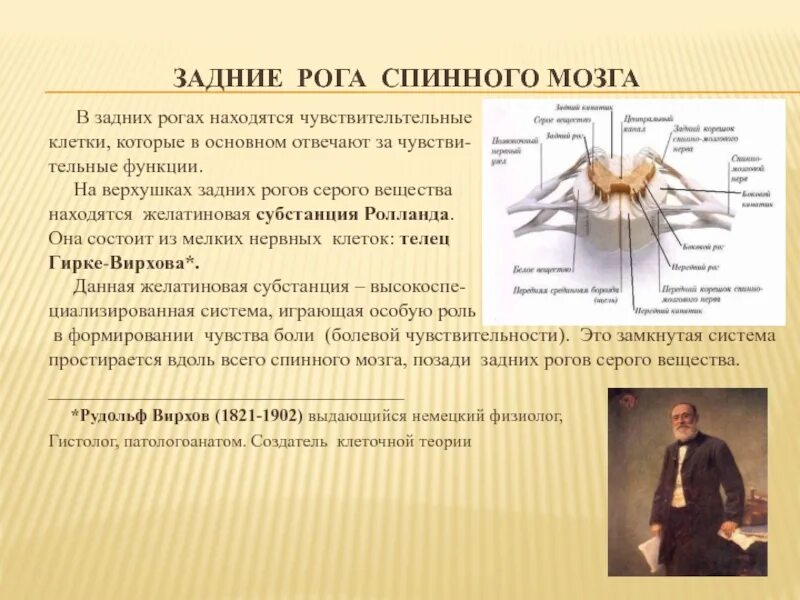 Строение боковых Рогов спинного мозга. Функции передних Рогов серого вещества спинного мозга. Структура спинного мозга задние рога. Передние и задние рога спинного мозга функции.