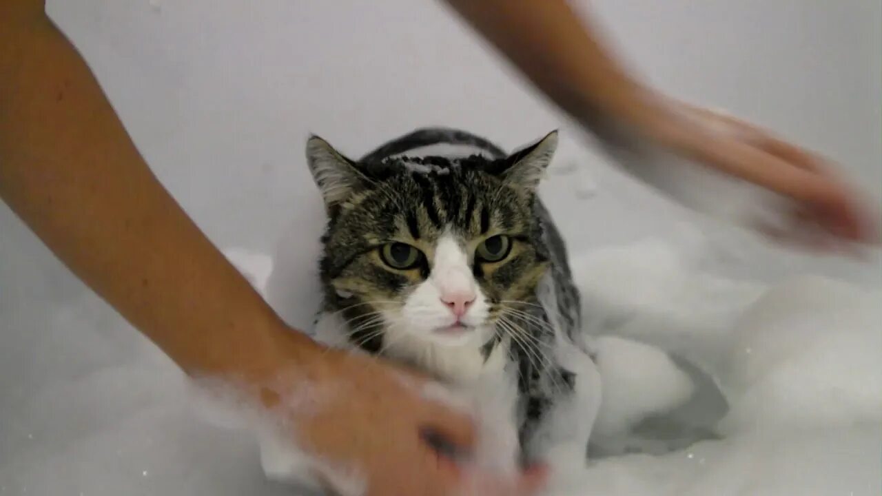 Кот в ванне. Девон рексы любят мыться в ванне. Котик в ванне закрывается шторкой. Кот в ванне говорит нормально