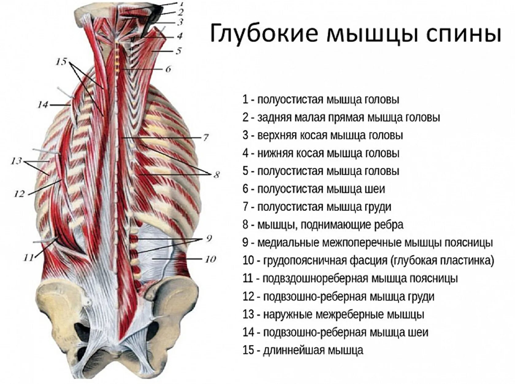 Мышцы спины поверхностные и глубокие слои анатомия. Поверхностный слой глубоких мышц спины. Мышцы спины второй глубокий слой.