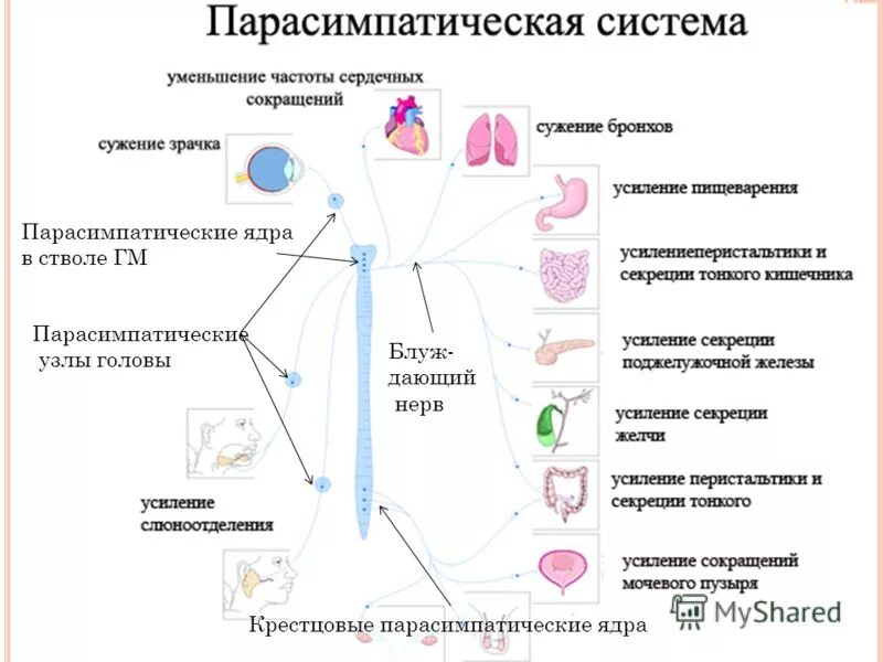 Вегетативные нужны для. Парасимпатическая система и симпатическая система. Парасимпатический отдел нервной системы в организме человека. Парасимпатическая нервная система функции артерий. Функции парасимпатической вегетативной нервной системы.