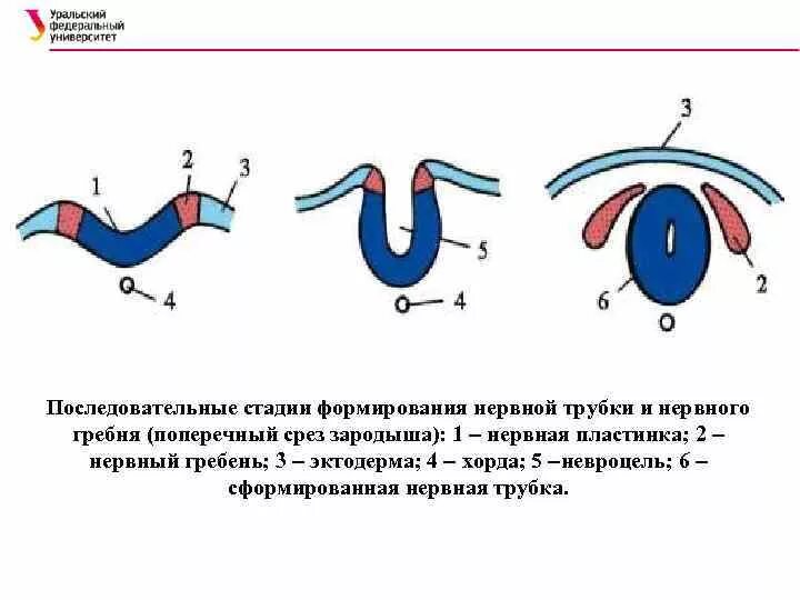 Процесс формирования нервной трубки. Процесс формирования нервной трубки