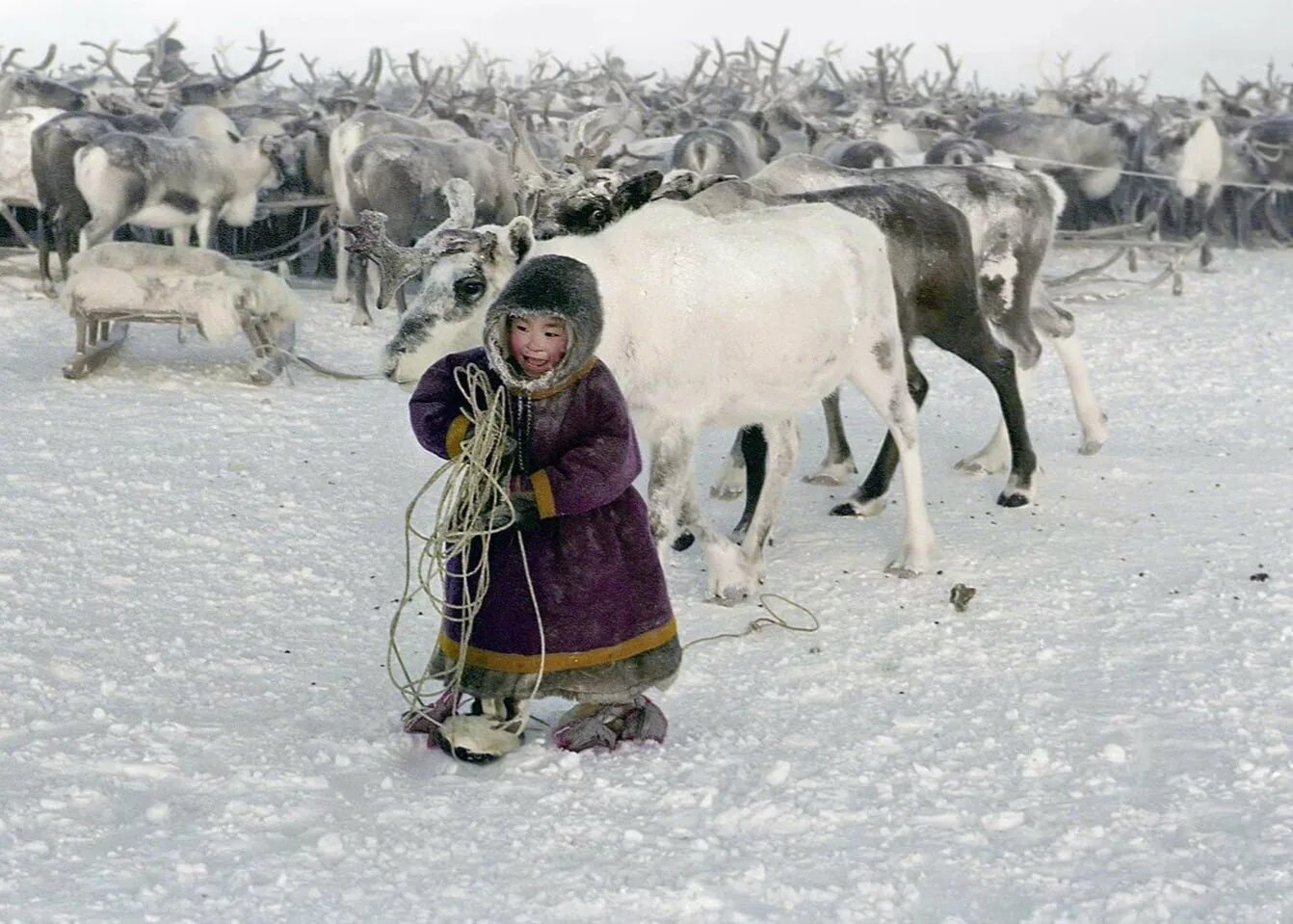 Чукчи оленеводство. Ненцы оленеводы. Чукчи в тундре. Эвены оленеводы Якутии. Ненцы и якуты.