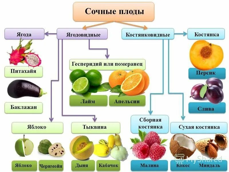 Основные группы плодов