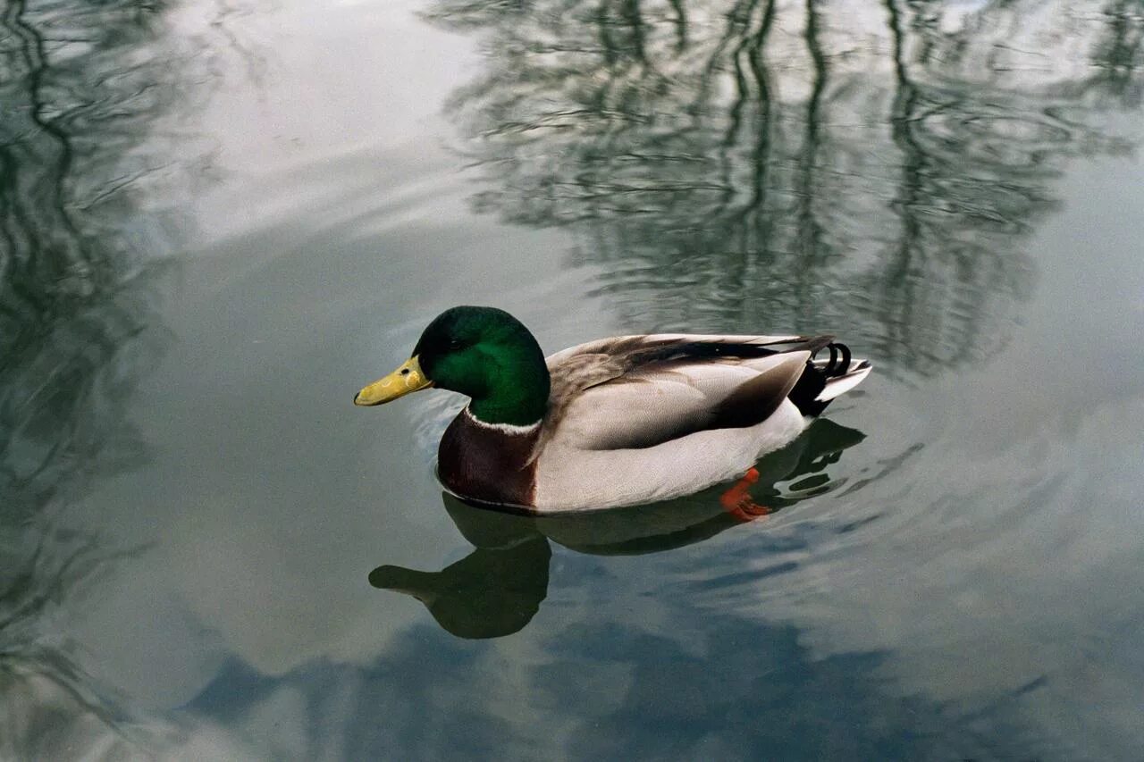 утки плавают в воде. утки плавают. пестрые утки. утка плывет. утка кряква плавает.