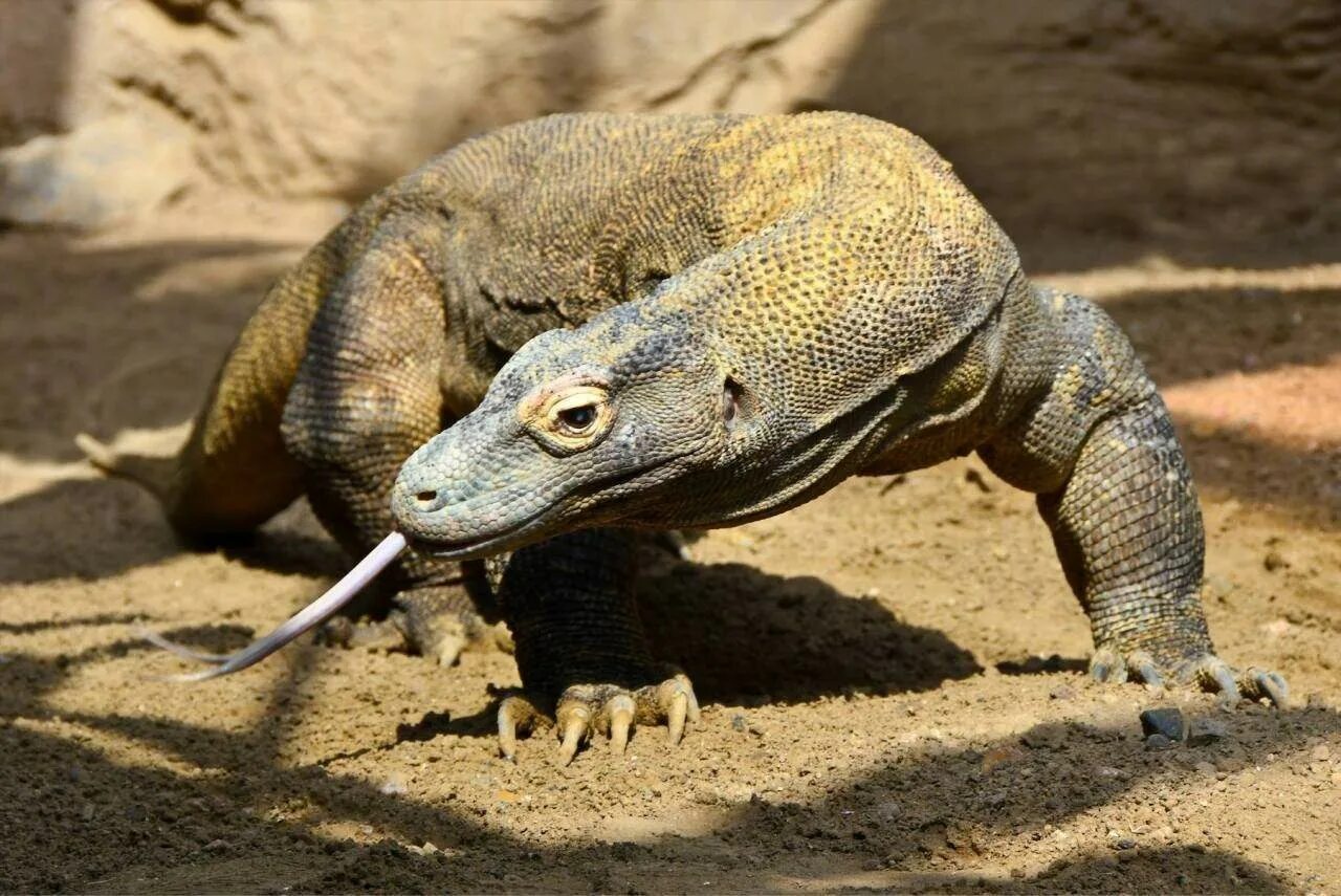 Варан википедия. Варан ящерица. Комодский варан. Ящерица дракон варан. Варан ящерица.