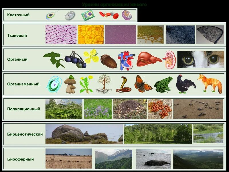 Многообразие организмов и их классификация