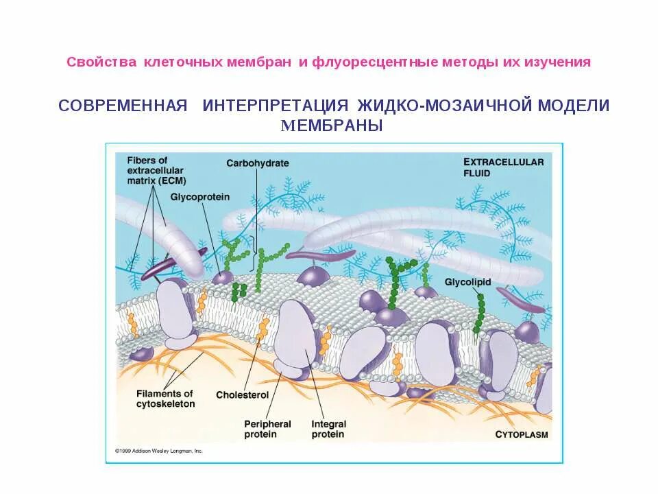 Биологические свойства клетки. Свойства мембраны клетки. Современные представления о строении и свойствах клеточных мембран. Физические свойства клеточной мембраны. Свойства клеточной мембраны.