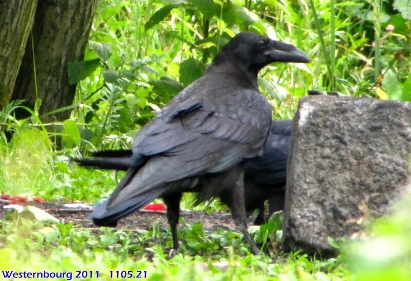 Что за птица в парке гагарина больше вороны 2 раза челябинск. Прикол с вороной и пальцем. Два ворона обнимаются. Вороны вместе. Ворона 2 дата выхода.