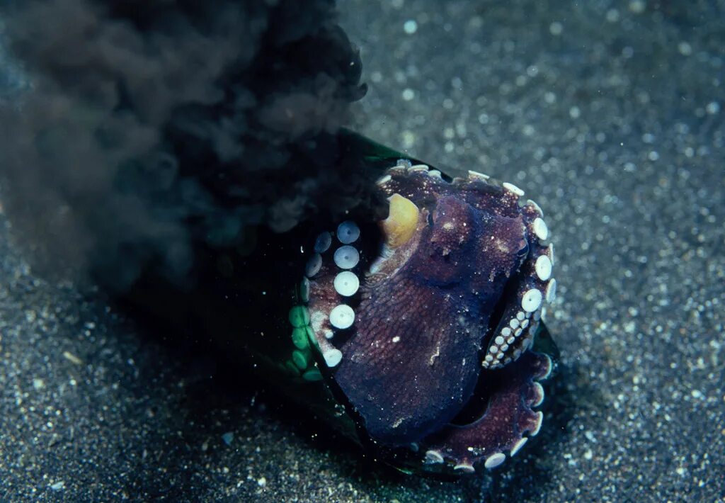 чернила осьминога. чернила головоногих моллюсков. чернила осьминога. осьминог выпускает чернильное облако. чернила осьминога.