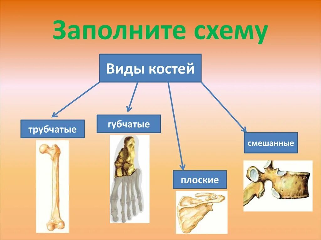 Какой тип костей. Строение и рост костей. Кости трубчатые губчатые плоские смешанные. Состав строение и рост костей. Заполните схему «виды костей».