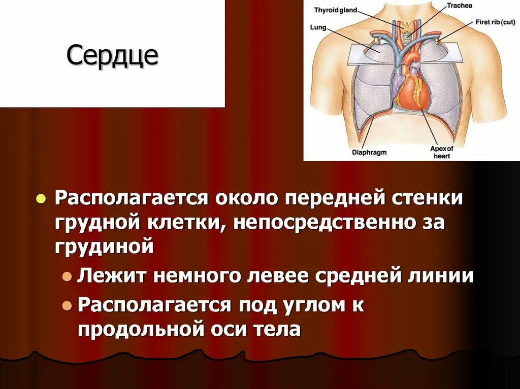 В какую систему органов входит сердце. Сердце располагается за грудиной. Сердце находится под грудью. Что находится рядом с сердцем. Турецкое сердце расположено.