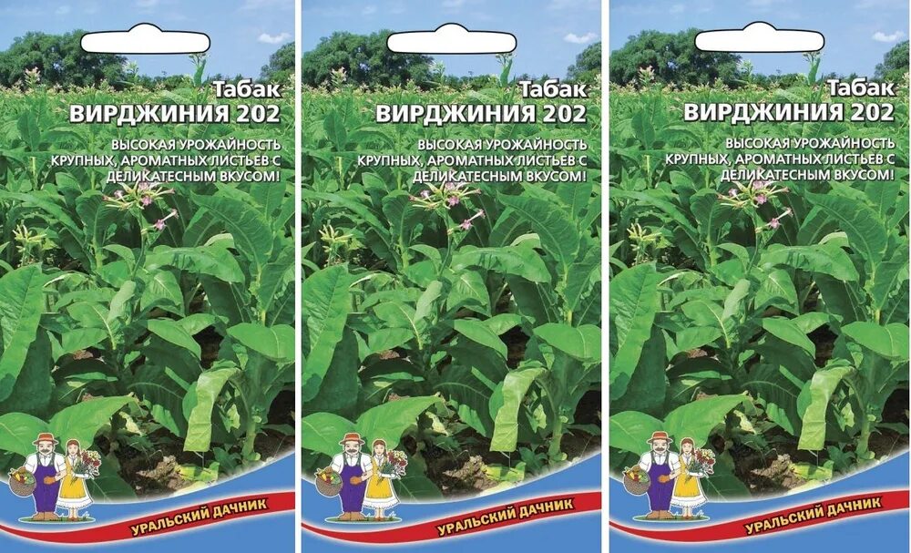 Вирджиния 202 выращивание. Вирджиния 202. Семена табака Вирджиния.