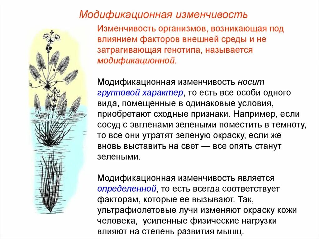 В результате изменения генотипа. Модификационная изменчивость возникает под влиянием. Модификационная изменчивость носит групповой характер. Модификационной изменчивост. Экологическая модификационная изменчивость.