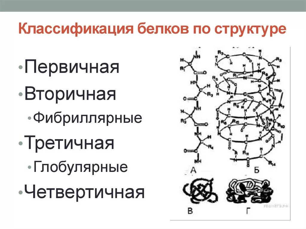 Какие связи есть в белке первичная. Белки классификация функции. Классификация белков по строению. Классификация белков по строению и функциям биохимия. Классификация белков по химическому строению.