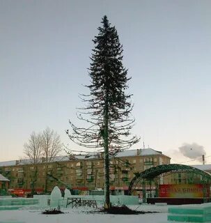 Вечные ели