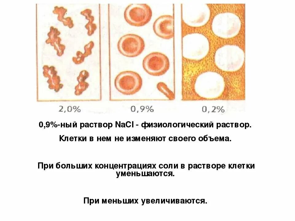 Физиологический раствор содержит. Физиологический раствор. физиологический раствор среда. физиологический раствор это в биологии 8 класс. при осмосе концентрация соли в клетке уменьшается.