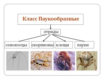 Какие особенности характерны для сенокосцев и скорпионов