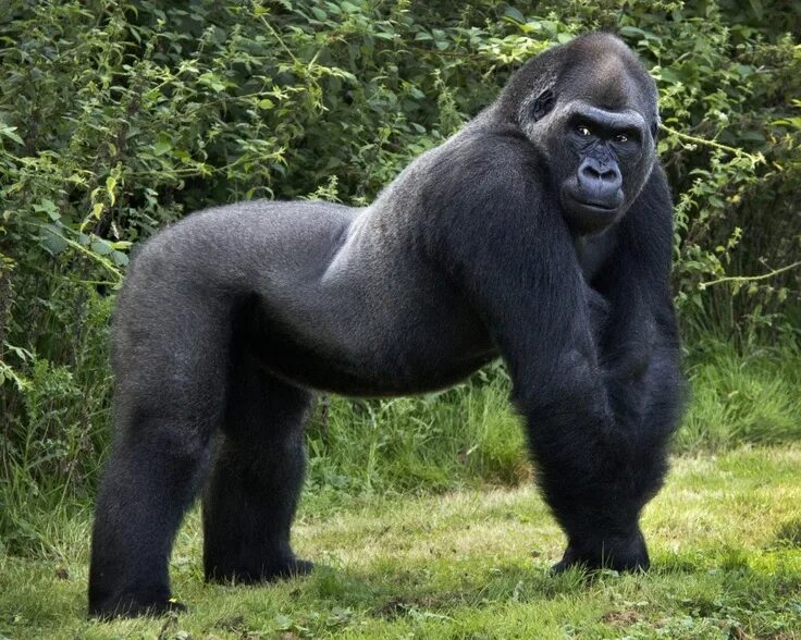 Mountain Gorillas at Home Mountain gorilla, Gorilla, Endangered animals