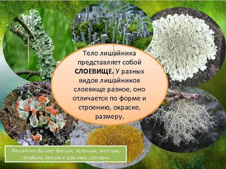 Специалисты по лишайникам давно ведут дискуссию