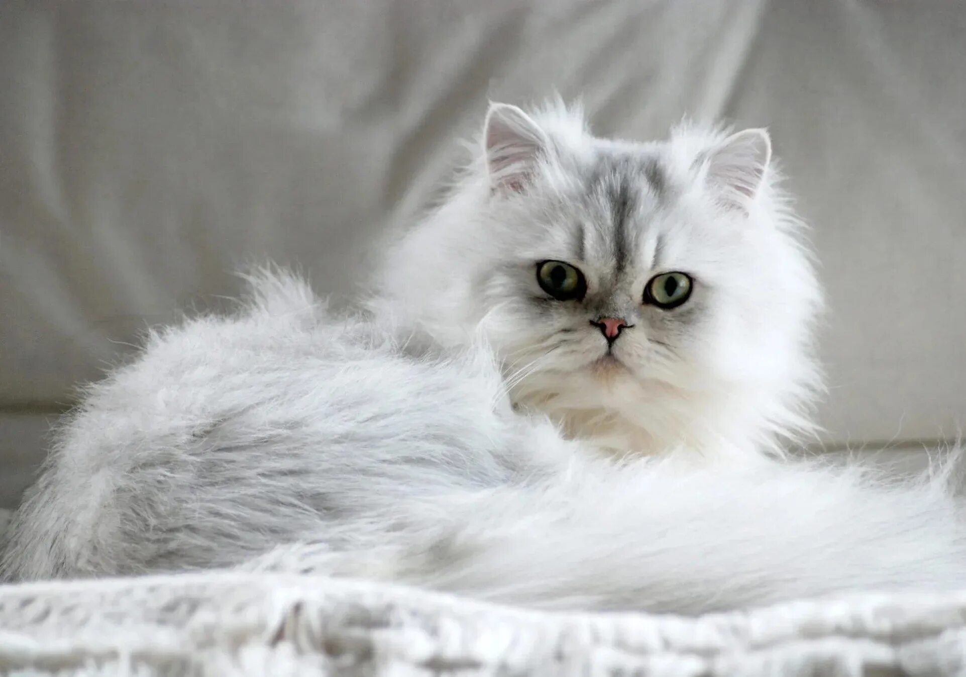 Серебристые породы кошек. Персидская серебристая шиншилла. Порода кошек Персидская шиншилла. Персидская шиншилла кошка. Британская длинношёрстная кошка белая.