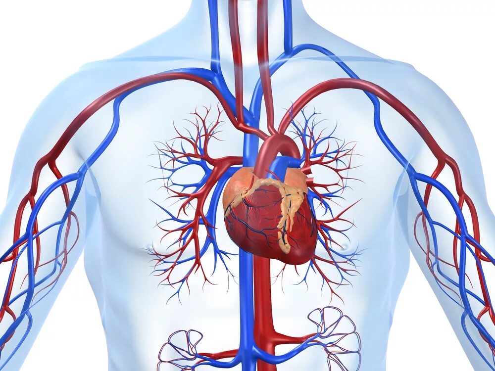 Ишемия нерва. Сердечно-сосудистая система человека анатомия. Сердечно сосудистая система анатомия. Сердечно сосудистая система кровоснабжение. Сосуды ССС человека анатомия.