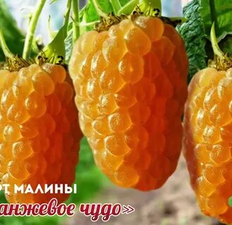 Саженцы малины оранжевое чудо