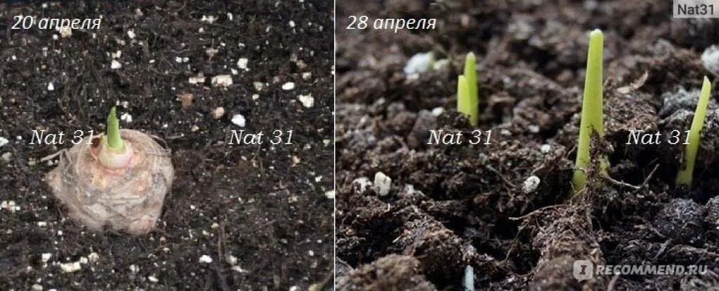 При какой температуре высаживать каллы. Каллы высадка в открытый грунт весной. сажаем каллы весной в открытый грунт. когда высаживать каллы в открытый грунт весной. глубина посадки каллы.