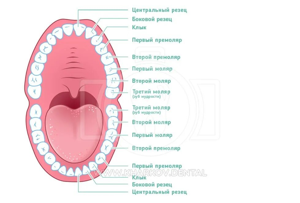 Зуб 5.1. Резцы клыки премоляры моляры. Зубы человека резцы клыки коренные.