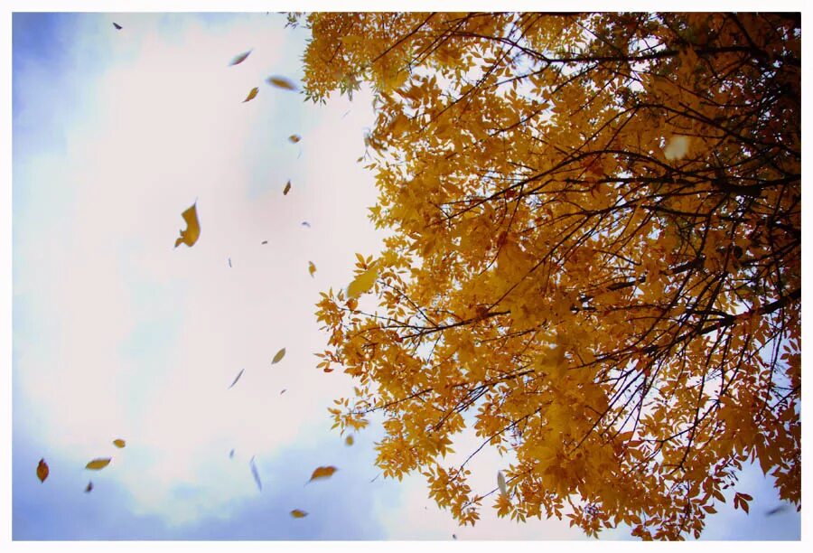Осенний ветер. Осень ветер. Сильный листопад. Лист на ветру. Осенний ветер срывает листья