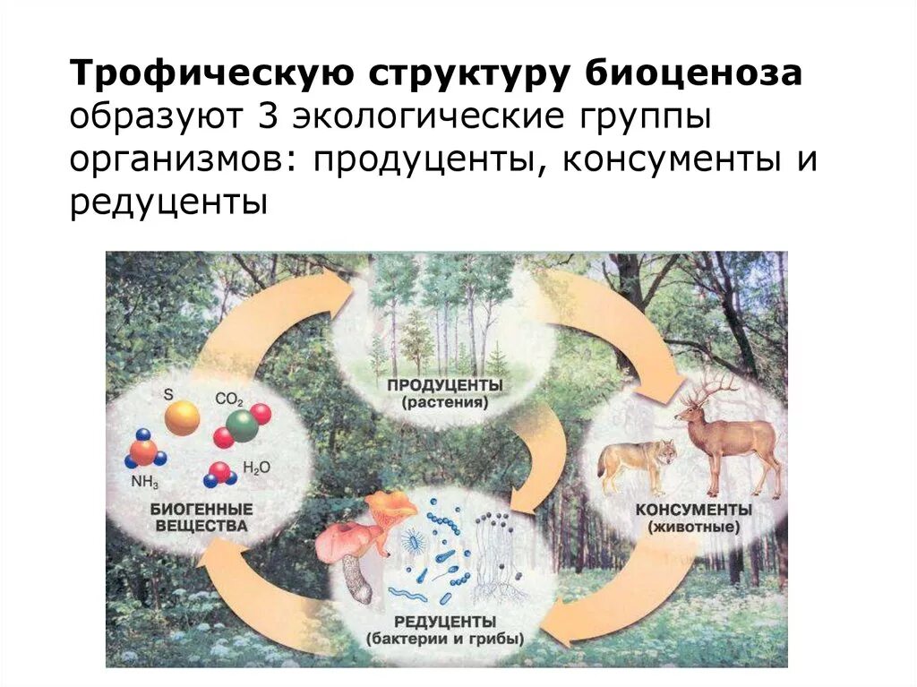 Какую роль в природе играют биологический круговорот. Схема биологического круговорота веществ. Биологический круговорот веществ схема 9 класс биология. Малый биологический круговорот веществ. Схема круговорота веществ продуценты консументы редуценты.