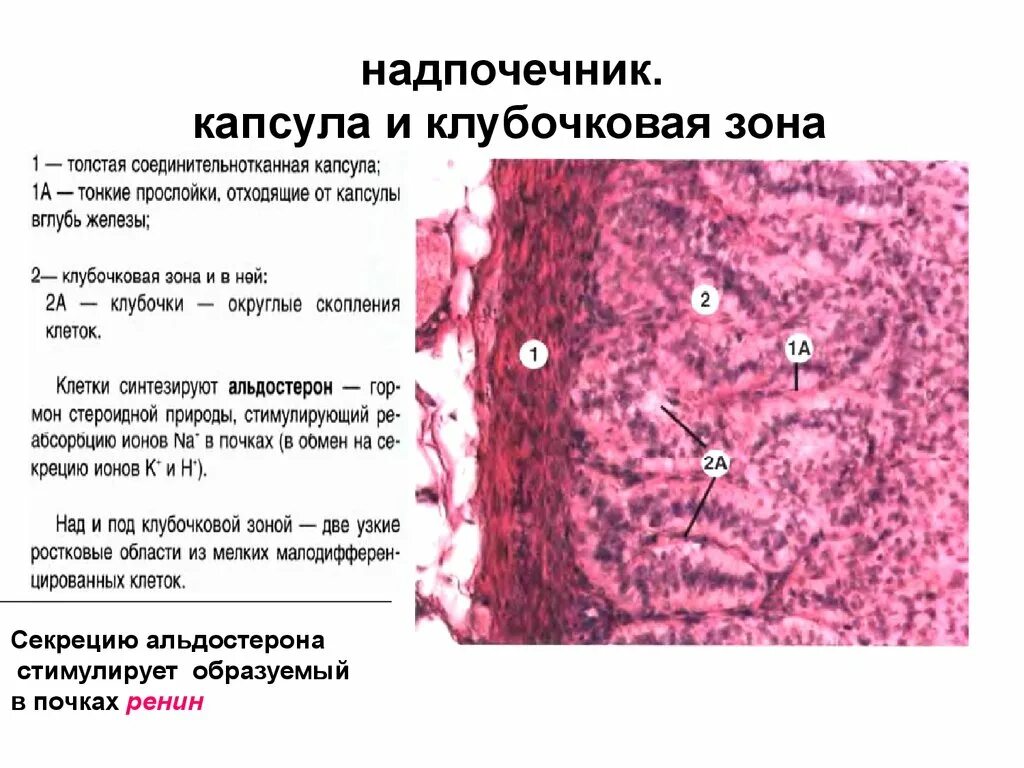 Клетки коркового вещества надпочечников. Клетки клубочковой зоны коры надпочечников. Клетки коркового вещества надпочечников. Клубочковая зона коры надпочечников гистология. Клубочковая зона коры надпочечников строение.
