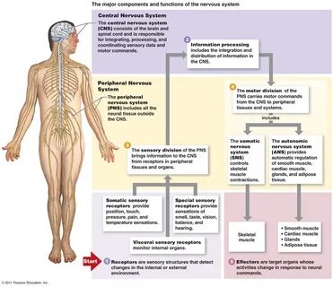 Body function