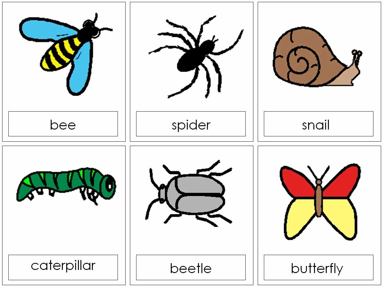 Plan bee. Insects Flashcards for Kids. Minibeasts activities. Minibeasts картинка для детей. Insects Worksheets.