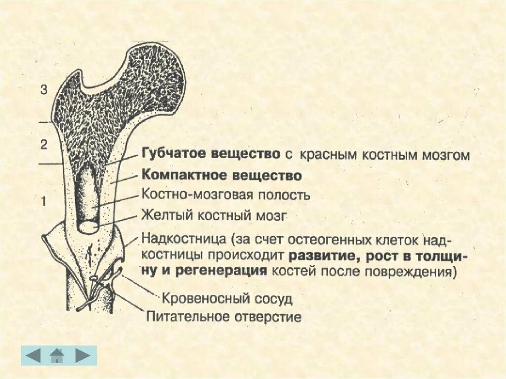 Рост губчатых костей. Губчатое вещество строение. Компактное и губчатое вещество. Строение губчатой кости. Губчатое костное вещество строение.