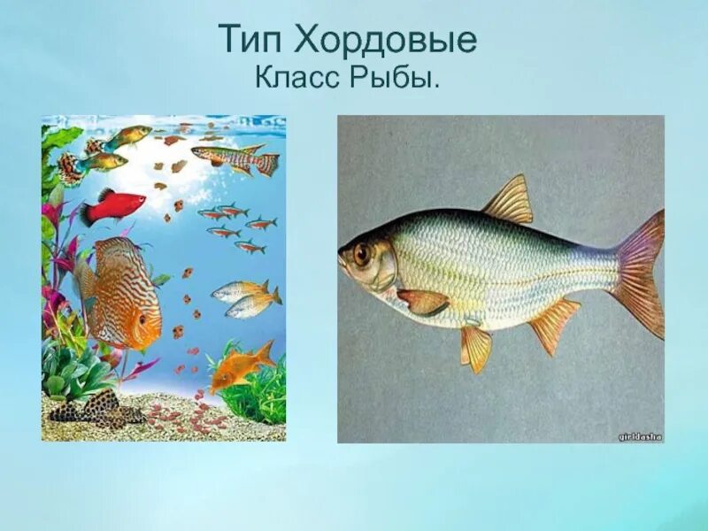 Приспособления к водной среде. Рыбка для мозаики. Проект про рыб. Рыбки для детей с названиями. Рыбы 5 класс.