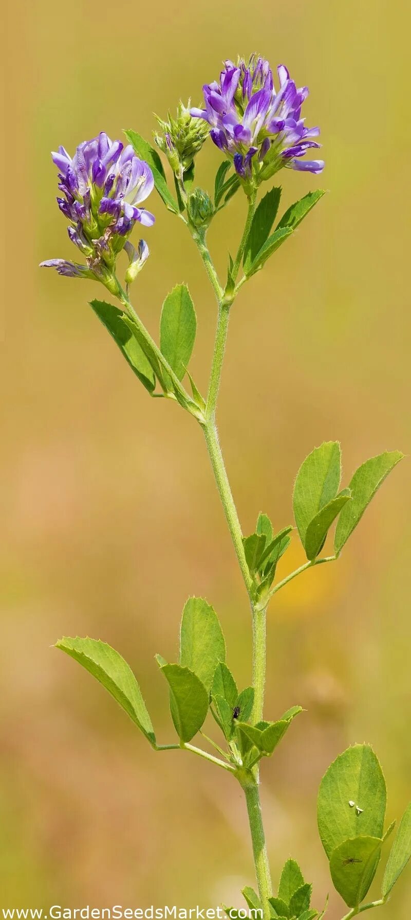 Как выглядит люцерна фото. Люцерна серповидная. Люцерна Medicago Sativa. Люцерна синегибридная. Люцерна древовидная.