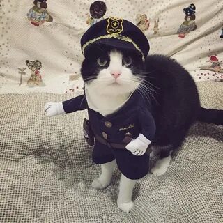 Кот в форме