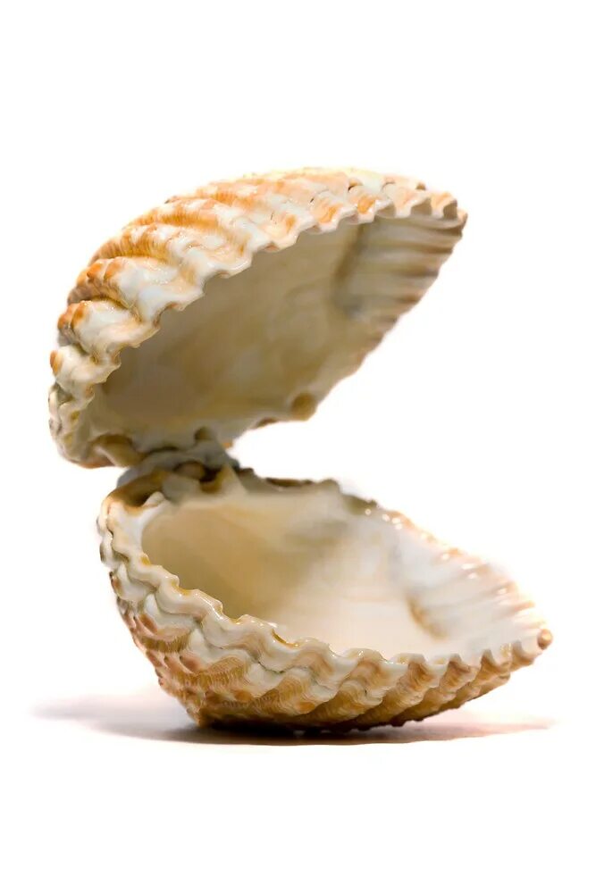 Open shell