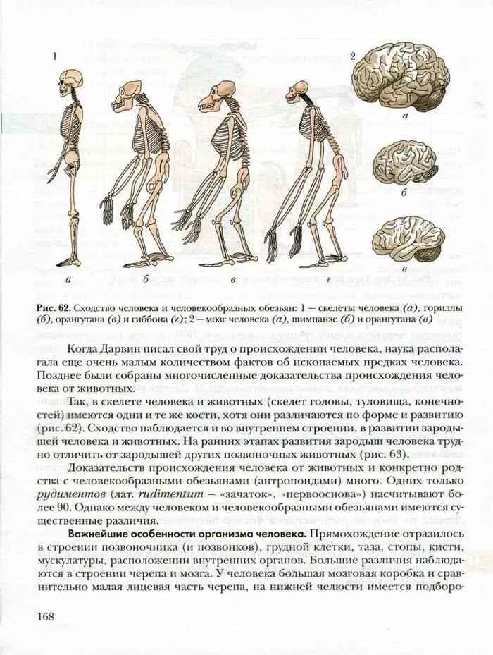 Пересказ 9 параграфа по биологии. Учебник по биологии 5 класс 24 параграф как появился человек на земле. Учебник биологии развитие человека. По биологии 9 класс человек. Что проходят в 9 классе по биологии.