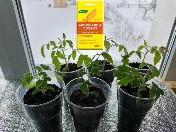 Подкормить рассаду помидор после пикировки для утолщения. Подкормка рассады после пикировки. качественная рассада томатов. рассада цветущих. пикирование рассады помидор.