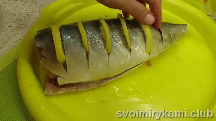 Рыбный день: tasha_jardinier ЖЖ