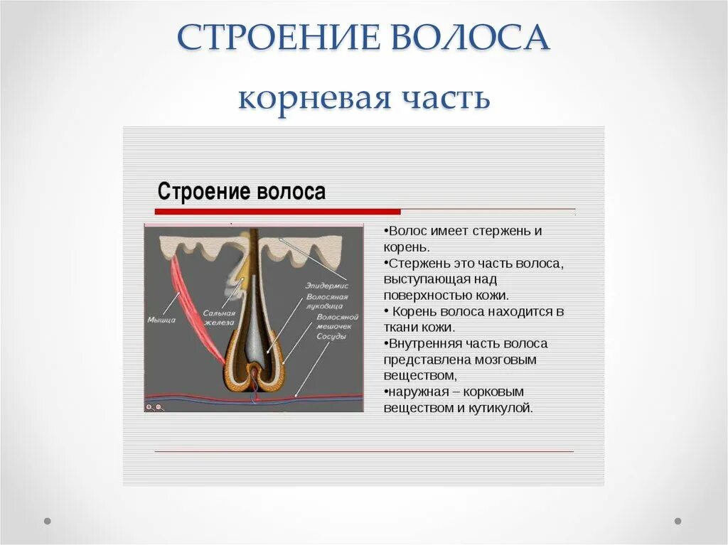 Строение волоса. Строение Солос. Волос строение волоса. Строение корневой части волоса.