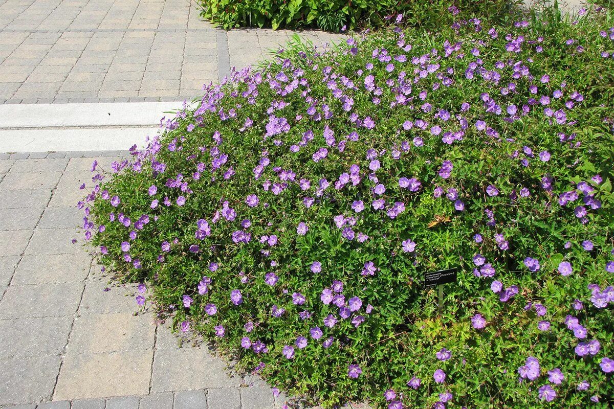 Geranium Rozanne Emerald Plants