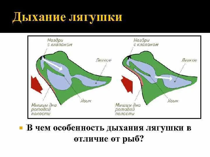 Дыхание лягушки в воде. Строение дыхательной системы лягушки. Дыхательная система земноводных. Дыхательная система система земноводных. Дыхательная система земноводных схема.