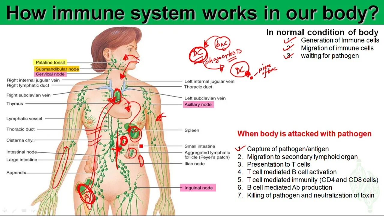 Иммунная система женщины. How your body works. Почка в иммунной системе. Иммунная система женщины цикл.