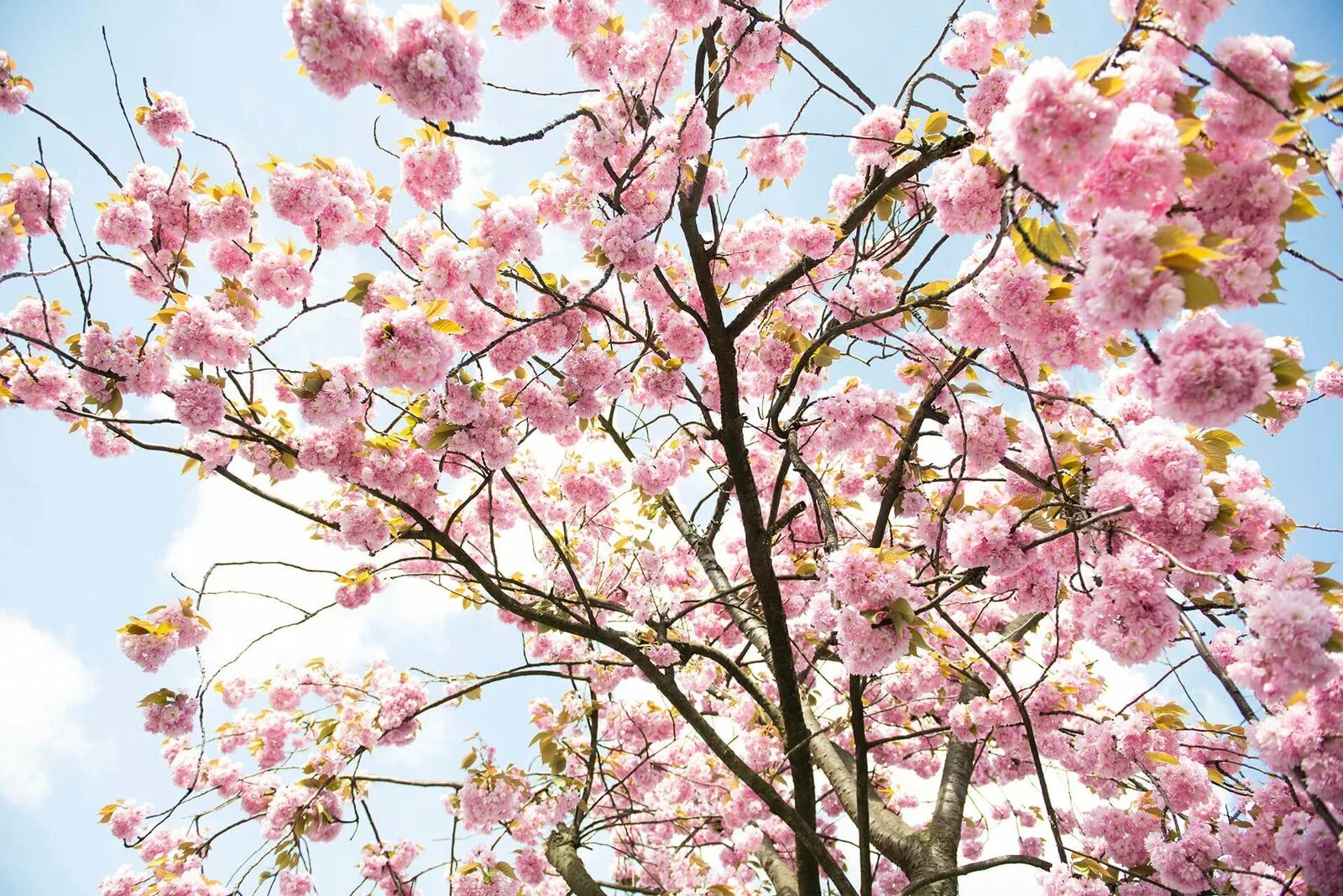 Pink cherry blossom. Pink cherry blossom. Цветение вишни. Акация сакура. Цветущий сад.