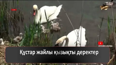 Жалаңаш қыздар, есектердің жалаңаш суреттері